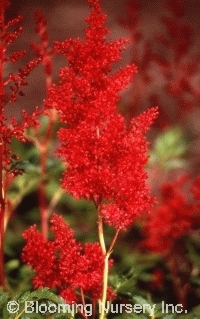 Astilbe x japonica 'Montgomery' Astilbe x japonica 'Montgomery'